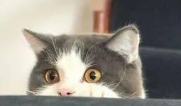 泰国肥猫爆料视频,揭秘视频背后的惊人真相